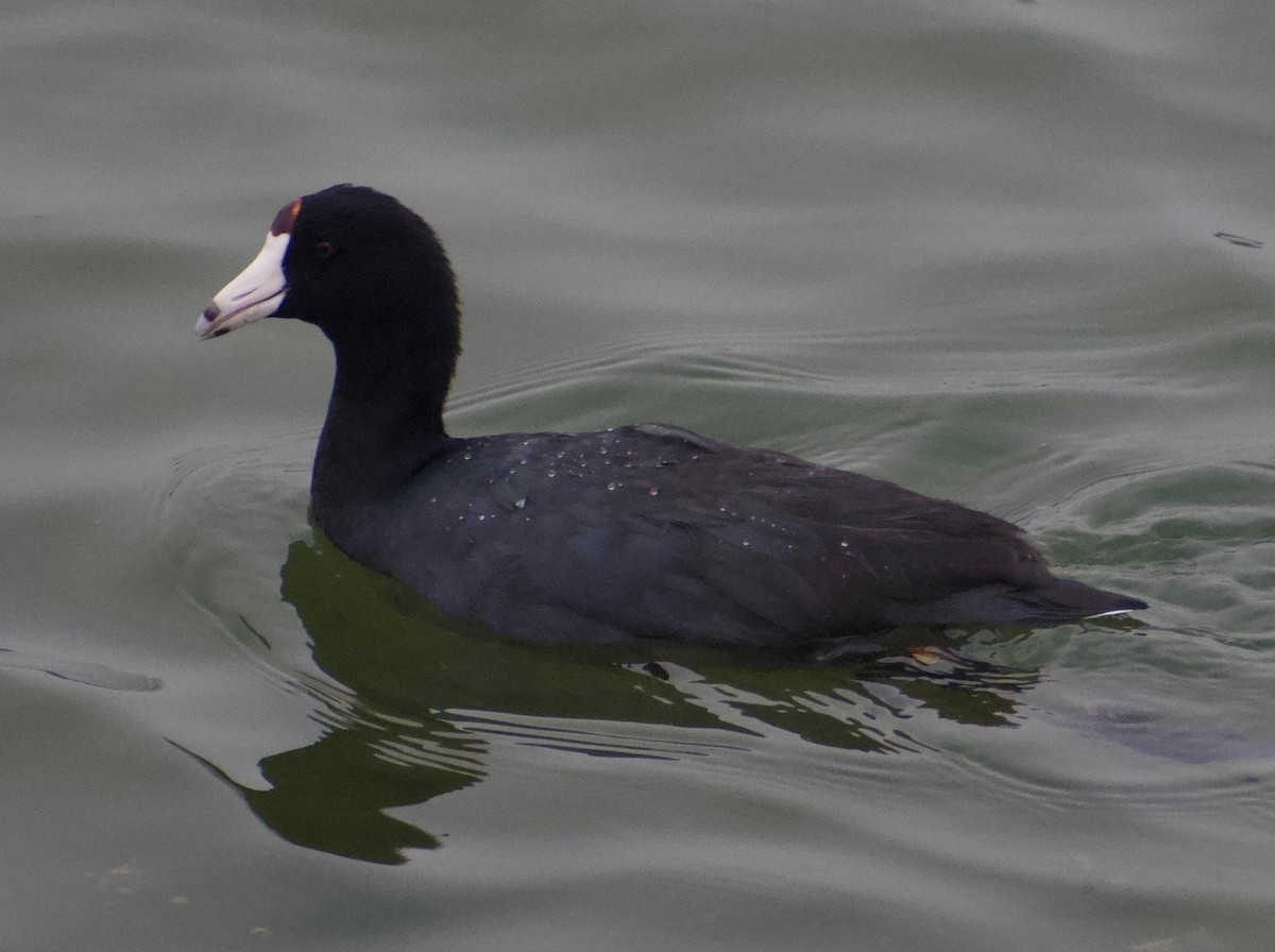 American Coot - ML483948151