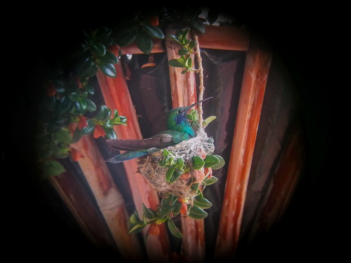 Sparkling Violetear - ML483948351