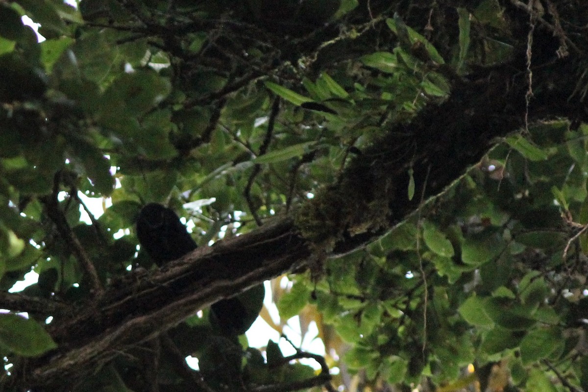 Silvery-throated Jay - ML483950571