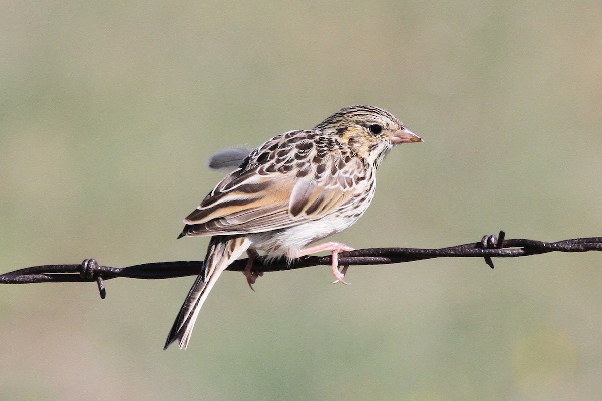 Baird's Sparrow - ML483950661