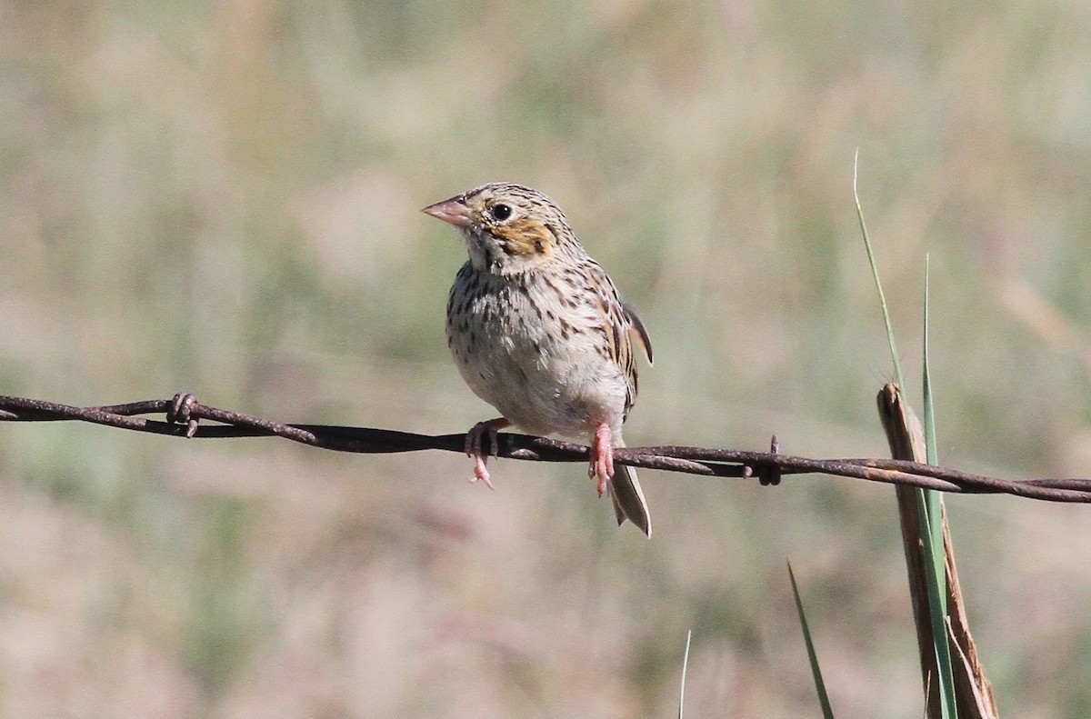 Baird's Sparrow - ML483950951