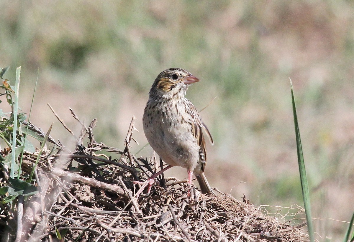 Baird's Sparrow - ML483951131