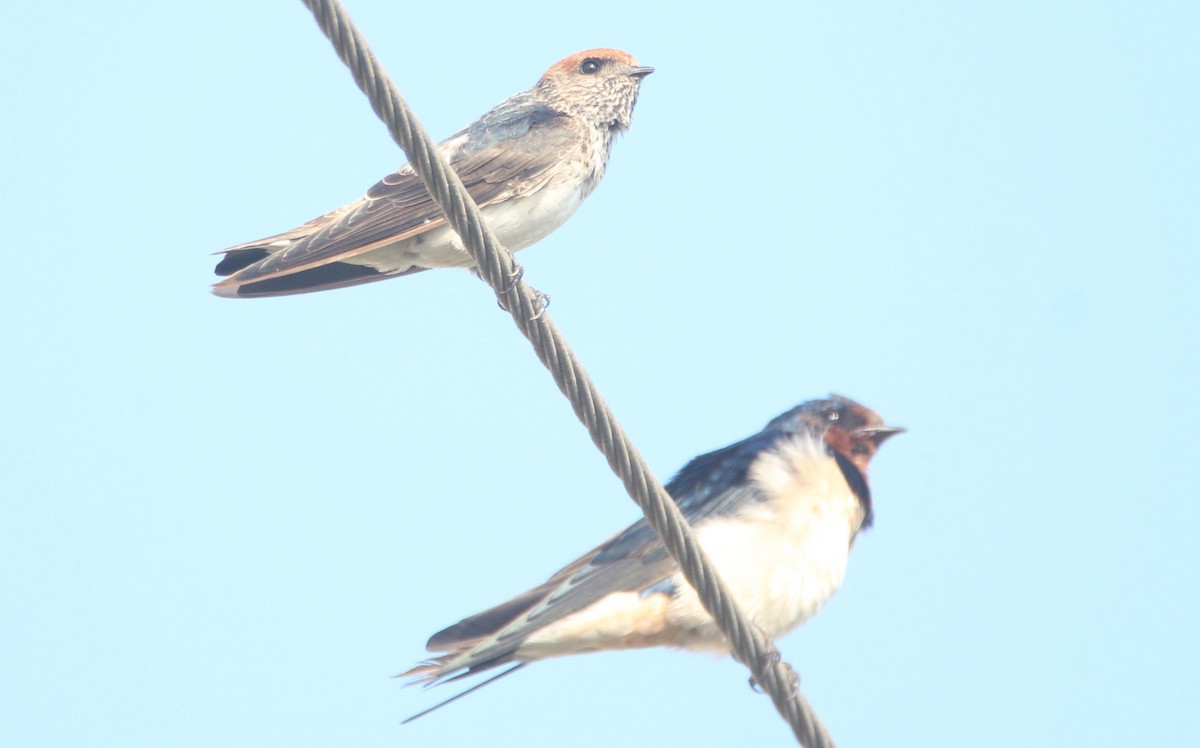 Streak-throated Swallow - ML48395171