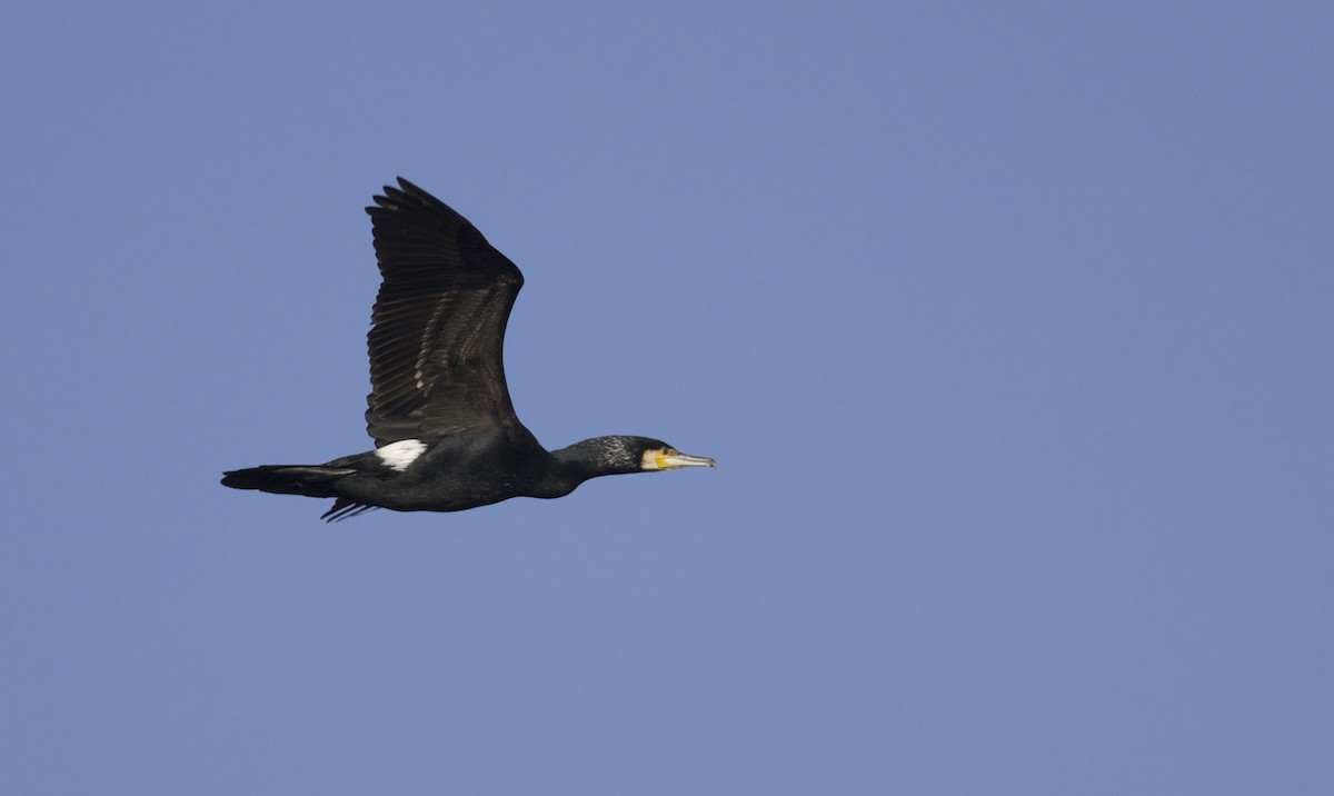 Great Cormorant (Eurasian) - Oliver Burton