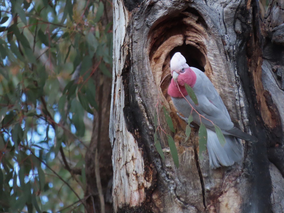 Galah - ML483952921