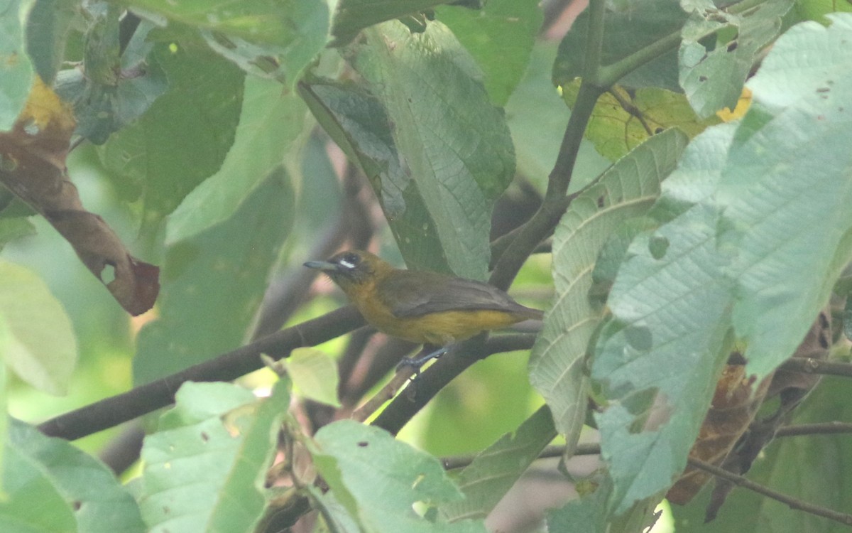 Golden Monarch - ML483953211