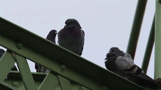 Rock Pigeon (Feral Pigeon) - ML483958