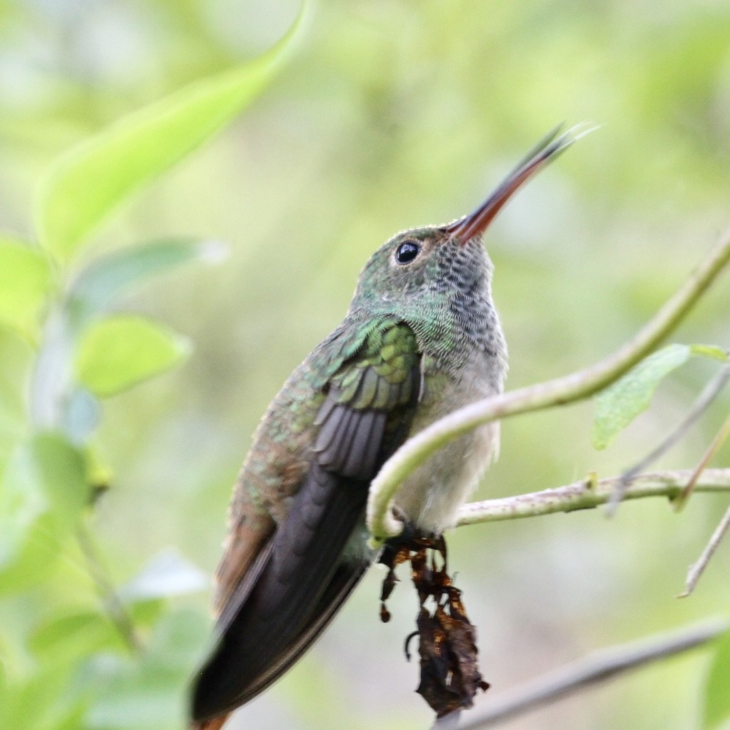 kolibřík yukatanský - ML483958661
