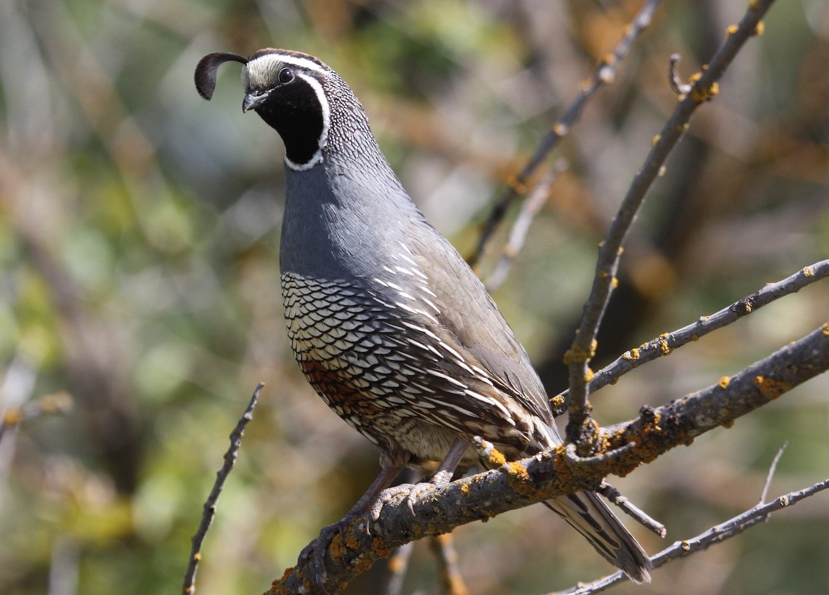 California Quail - ML483960631