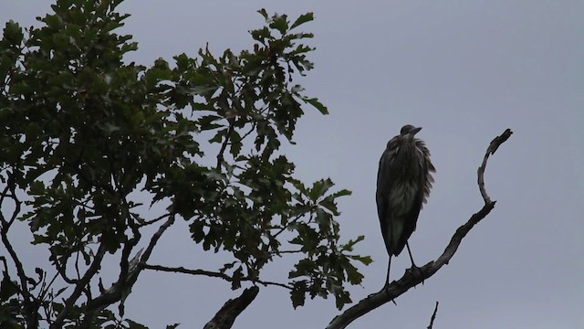 Garza Azulada (grupo herodias) - ML483961