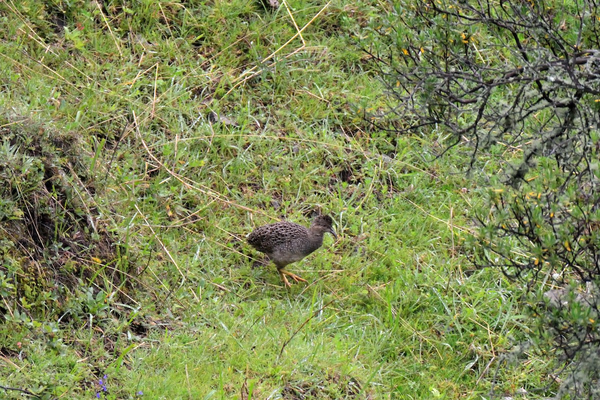 Taczanowski's Tinamou - Ulrich Menzel