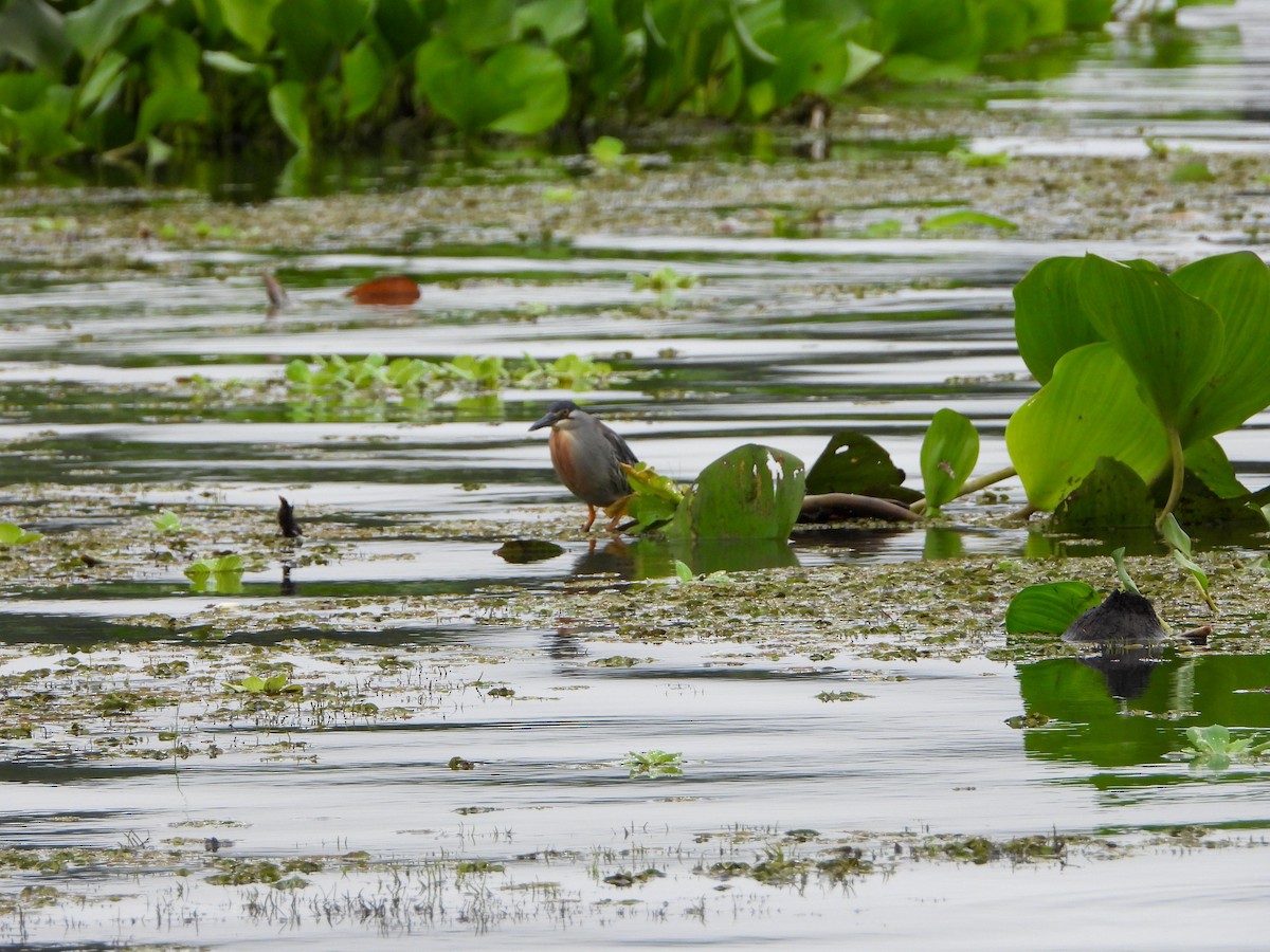 Striated Heron - Samuel Burckhardt