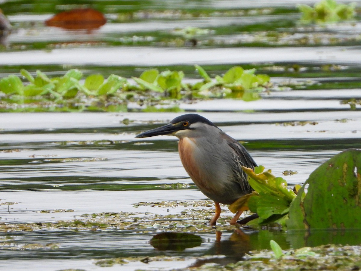 Striated Heron - Samuel Burckhardt