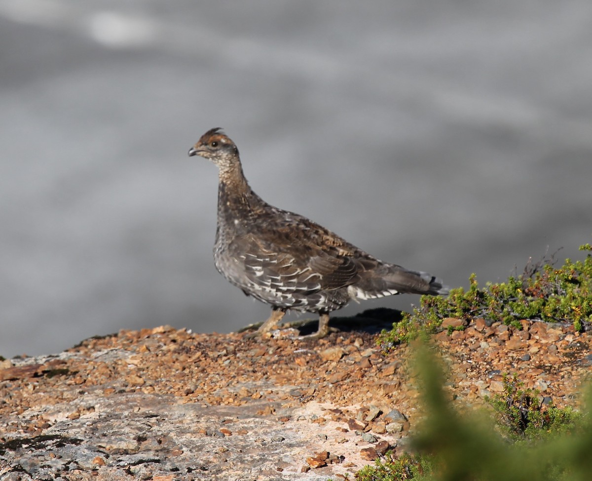 Gallo Fuliginoso - ML483961601