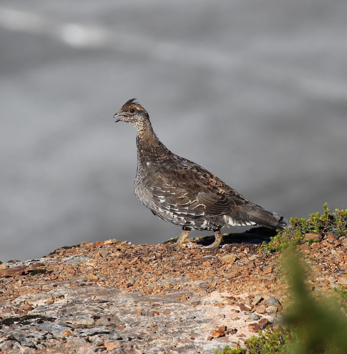 Gallo Fuliginoso - ML483961611