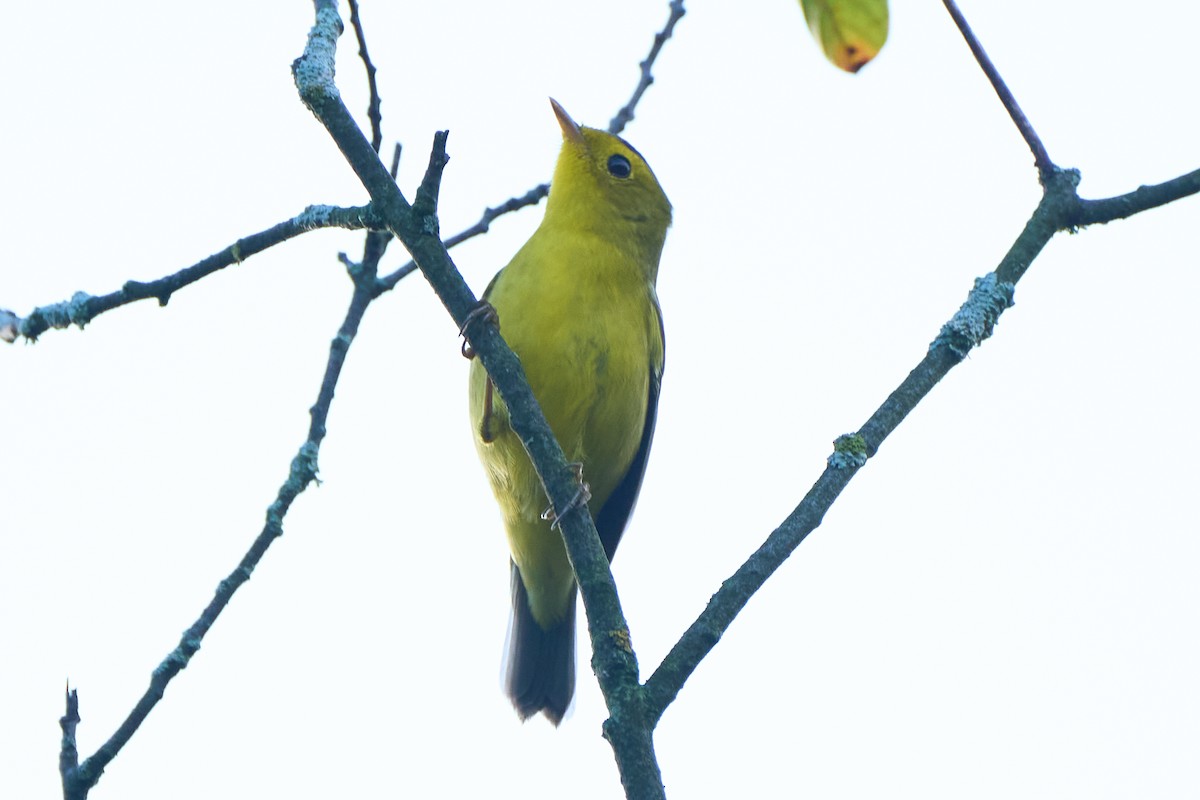 Wilson's Warbler - ML483963871