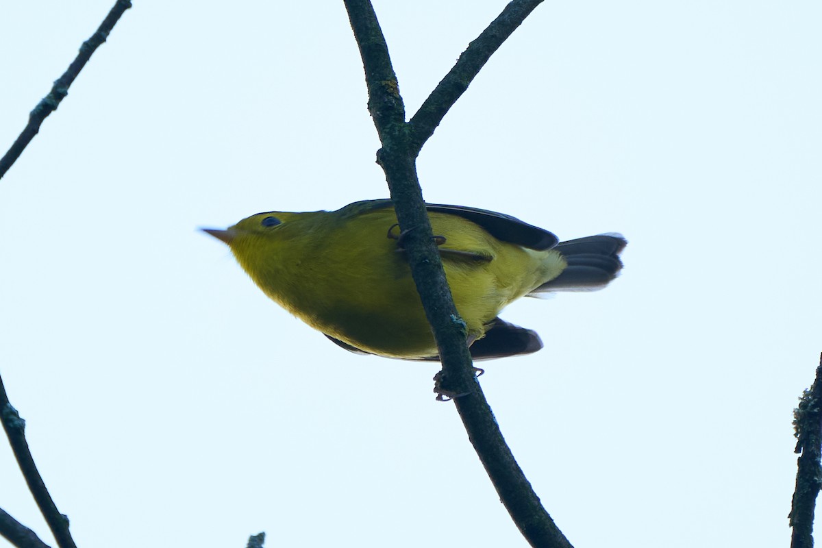 Wilson's Warbler - ML483963911