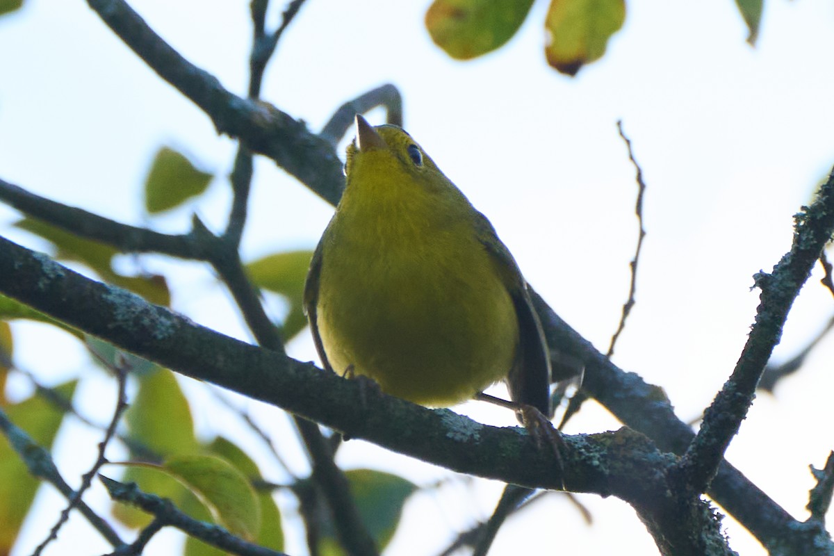 Wilson's Warbler - ML483963941