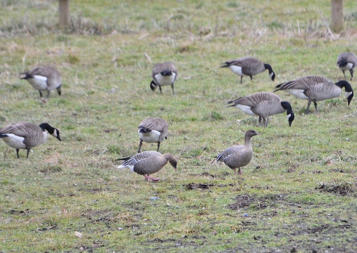 Pink-footed Goose - ML48396401