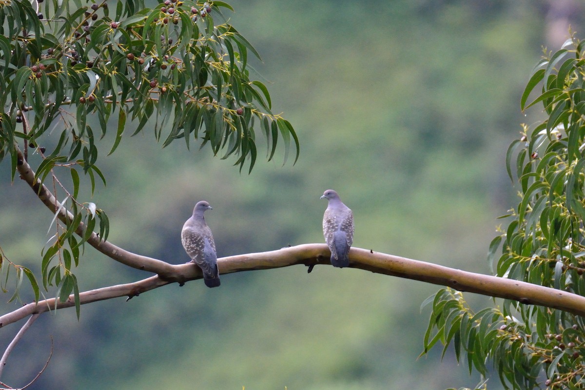 シロボシバト - ML48396531