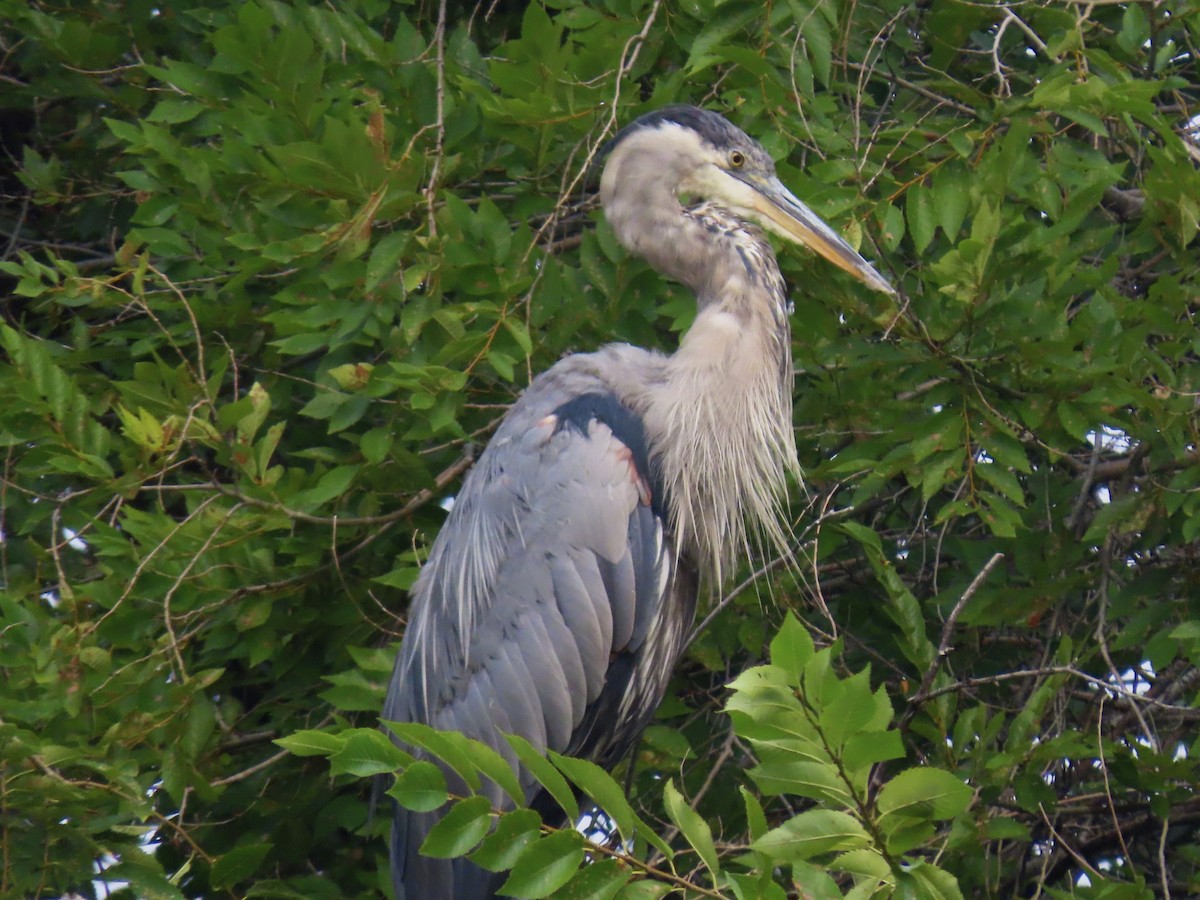 Great Blue Heron - ML483965861