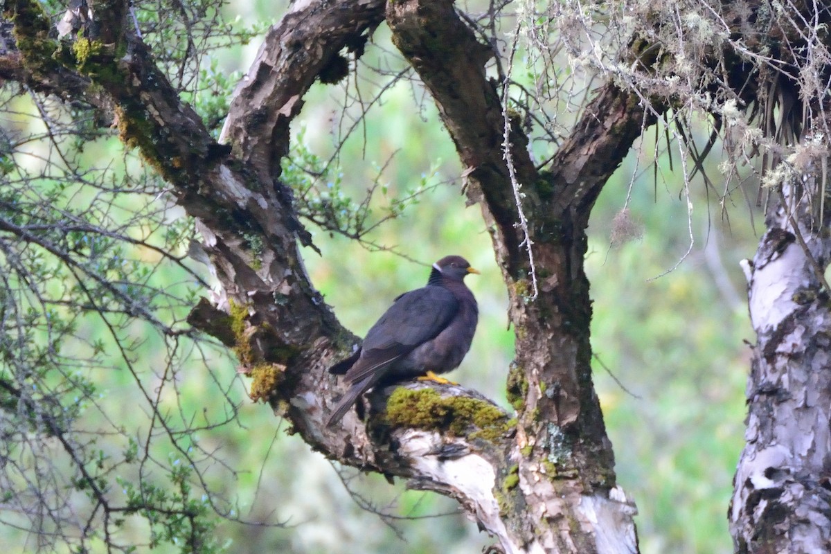 Band-tailed Pigeon - ML48396661