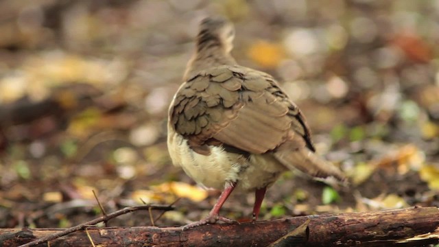 Grenada Dove - ML483967