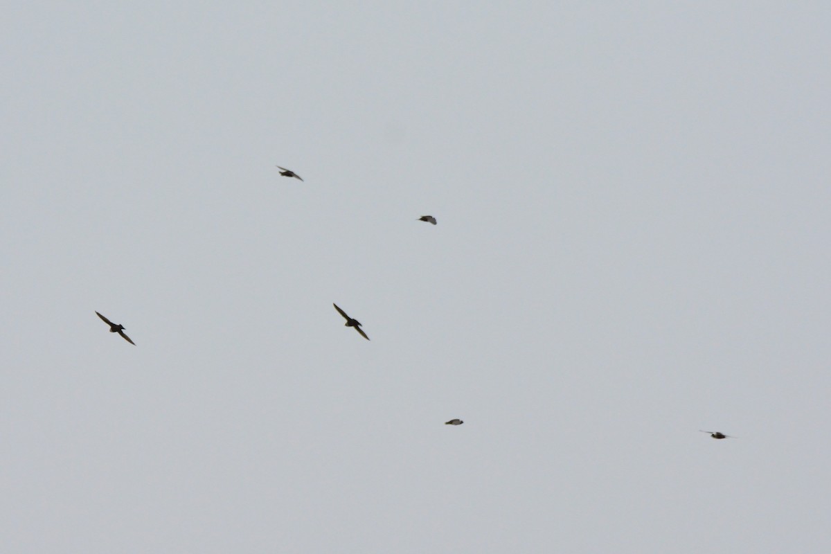 クビワアマツバメ - ML48396721