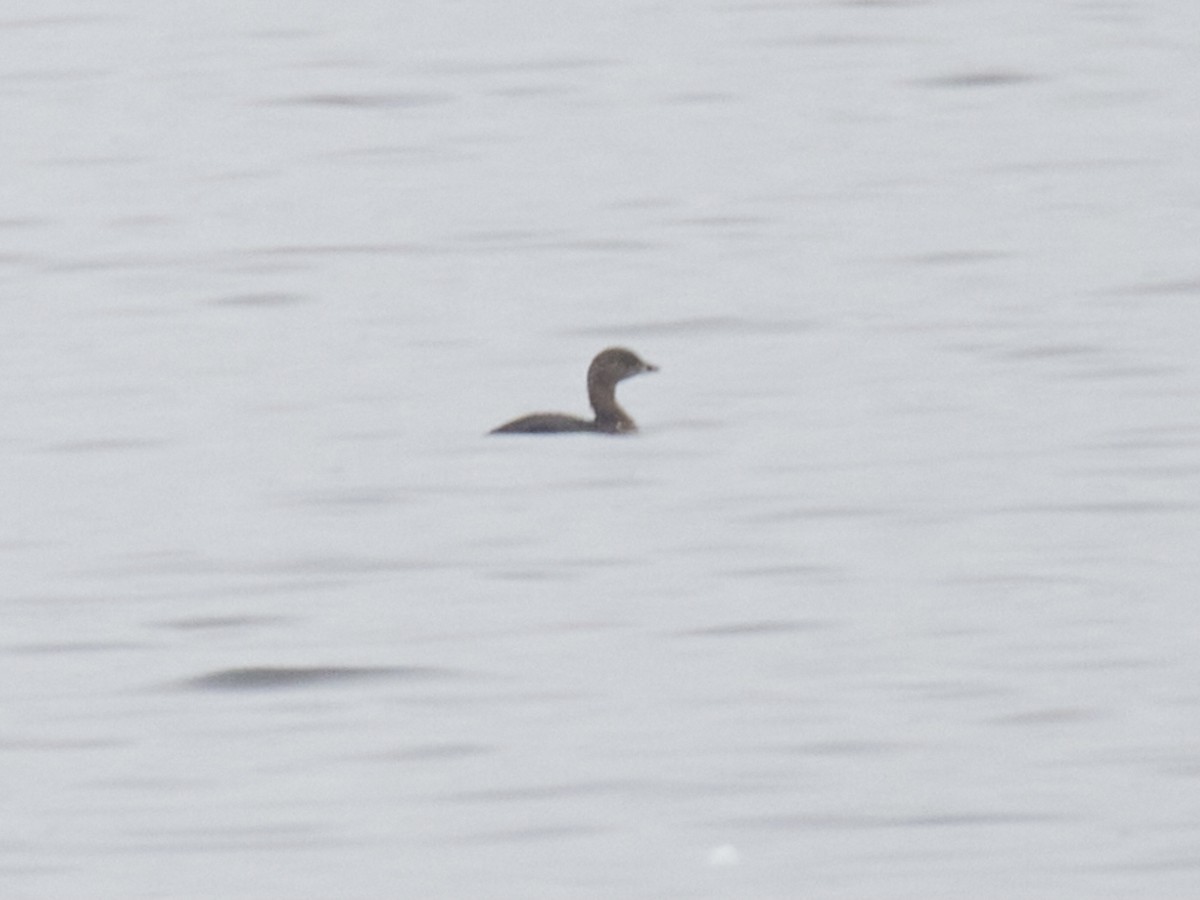 Pied-billed Grebe - ML483967231