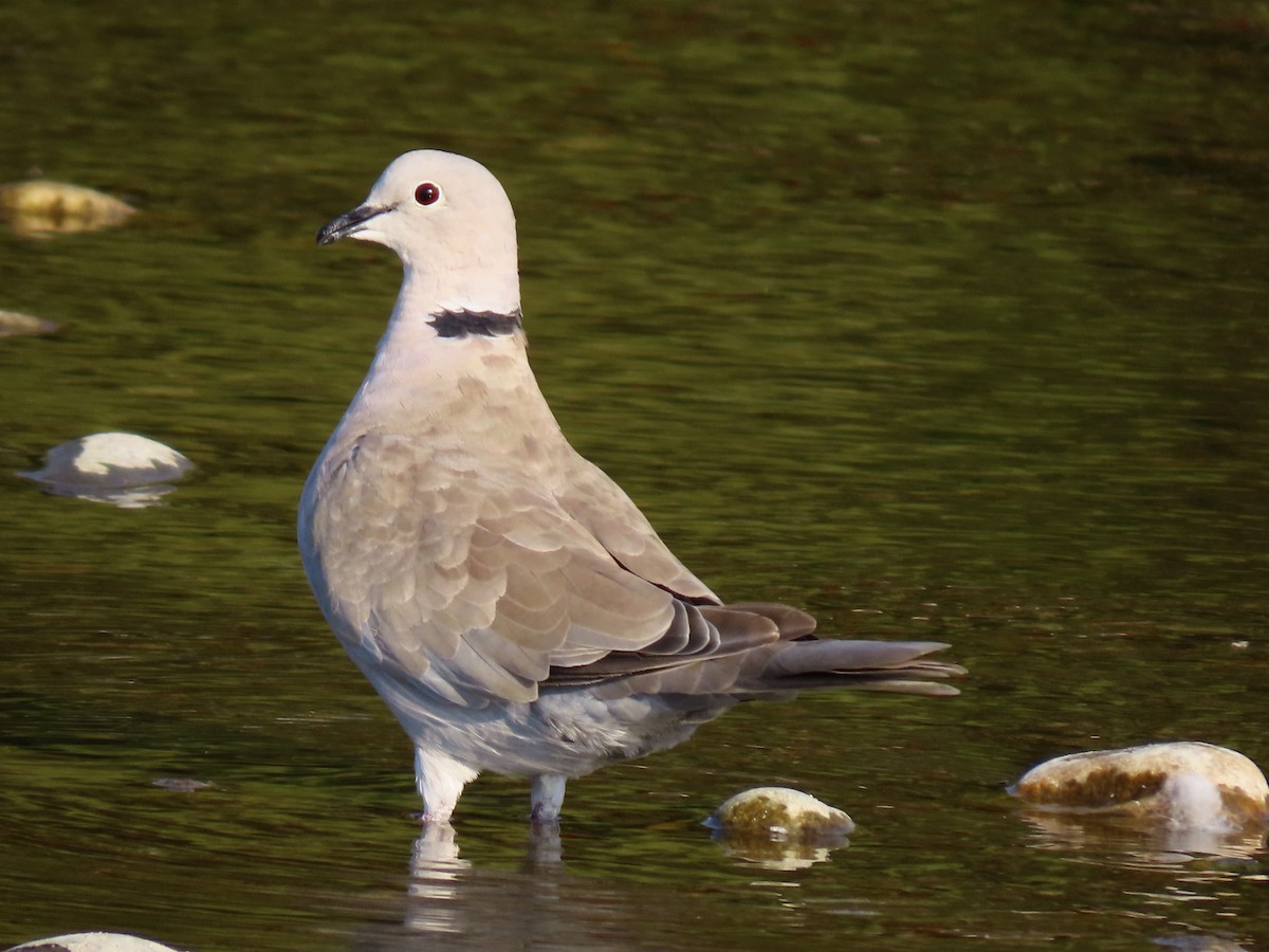 Eurasian Collared-Dove - Nick Swan