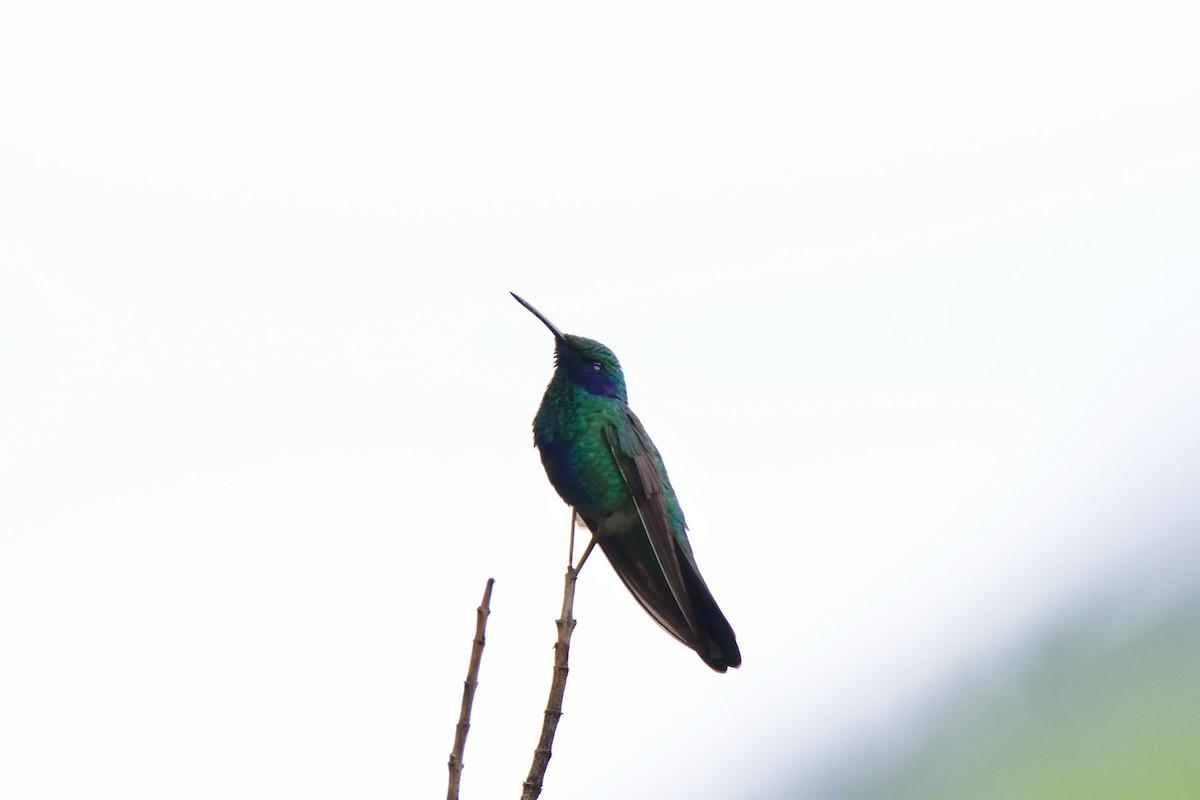 kolibřík modrolící - ML48396881