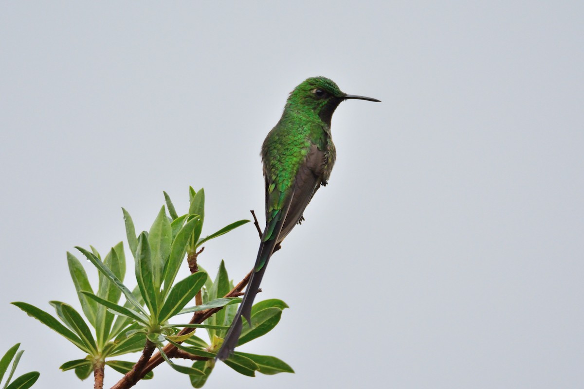 Black-tailed Trainbearer - ML48396921