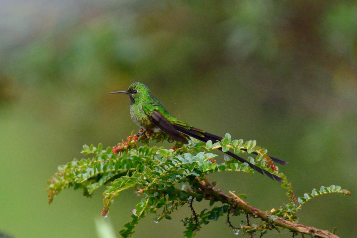 ミドリフタオハチドリ - ML48396971