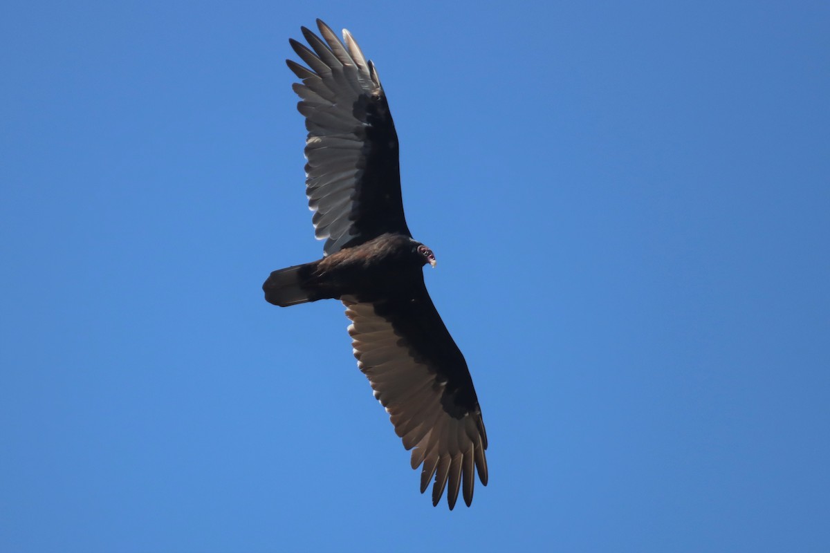 Turkey Vulture - ML483972001