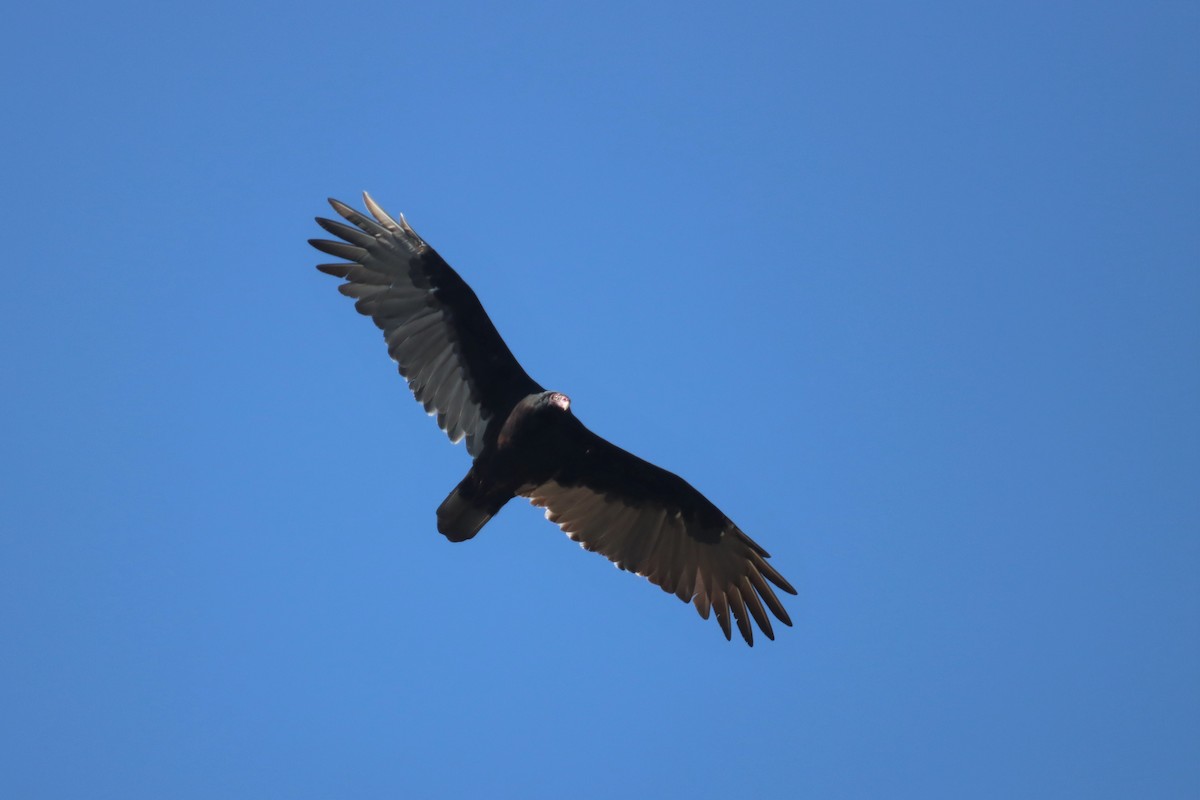 Turkey Vulture - ML483972011