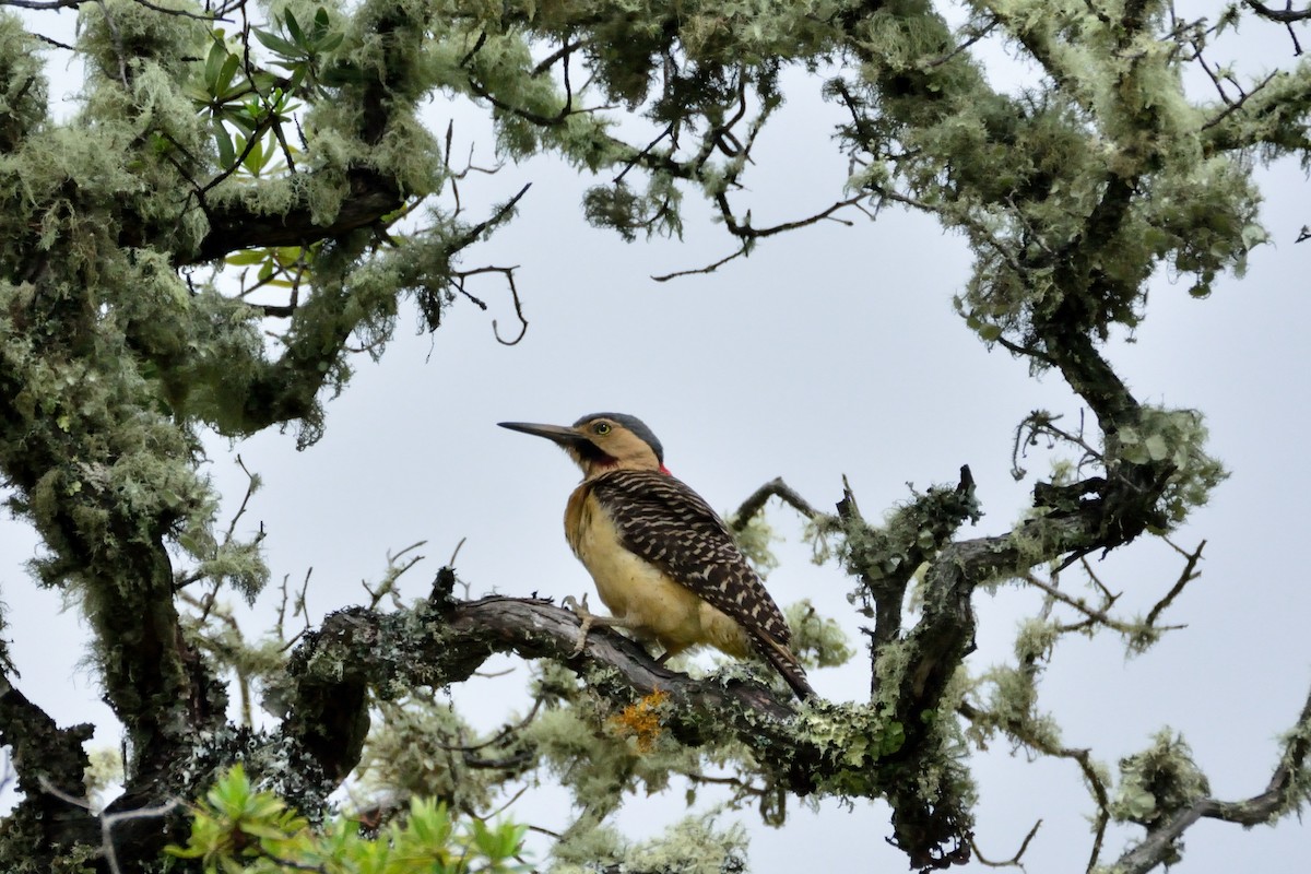 Andean Flicker - ML48397241