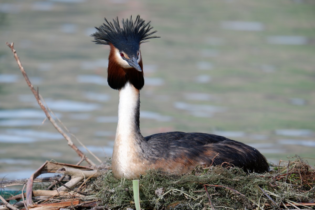 Great Crested Grebe - ML483972471