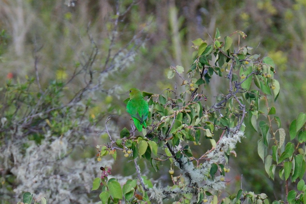 クネンボインコ - ML48397271