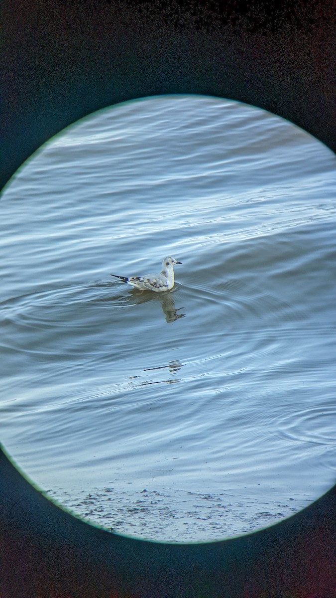 Bonaparte's Gull - ML483972811