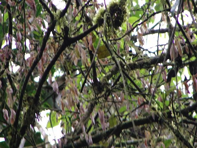 Alagoas Foliage-gleaner - ML483973