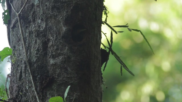 Helmeted Woodpecker - ML483974