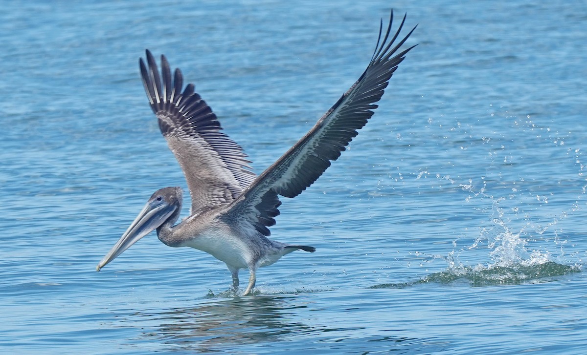 Brown Pelican - ML483974781