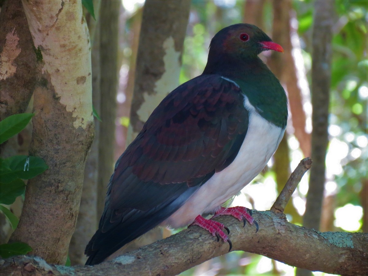 New Zealand Pigeon - ML483974951