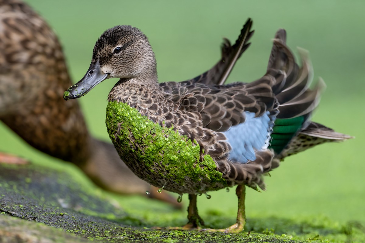 Blue-winged Teal - Stevan Hubbard