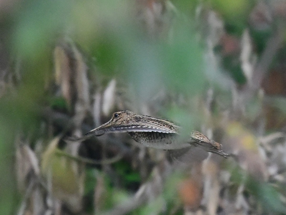 Pin-tailed Snipe - xiaobo wang
