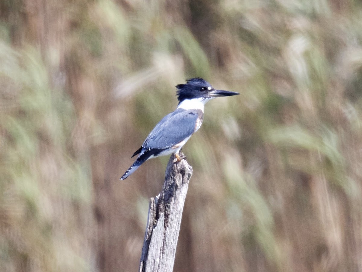 Martin-pêcheur d'Amérique - ML483975991