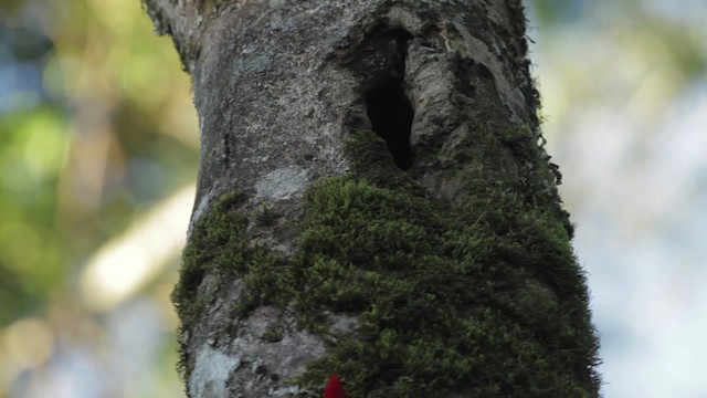 Helmeted Woodpecker - ML483976