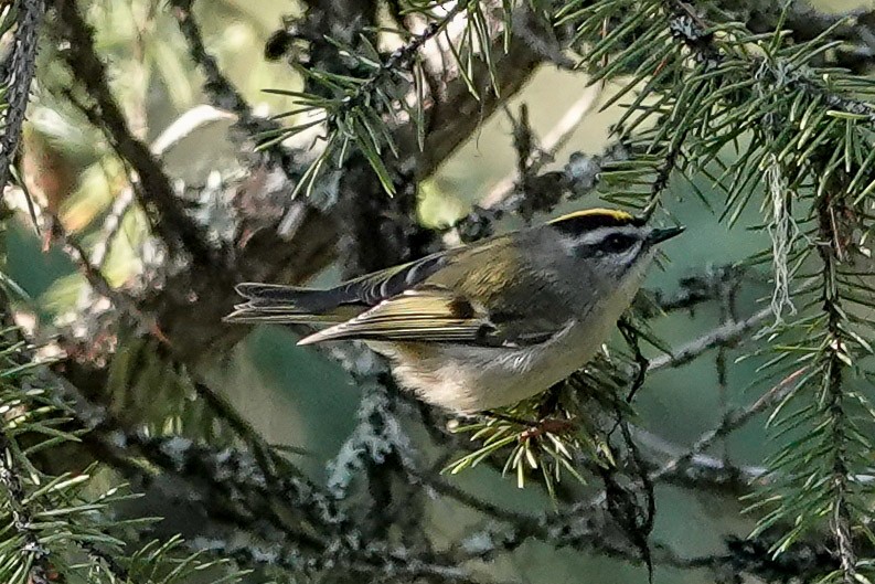 Roitelet à couronne dorée - ML483976121