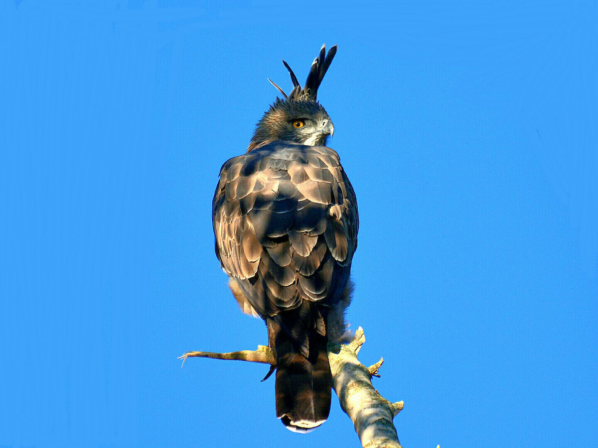 Changeable Hawk-Eagle (Crested) - ML48397631