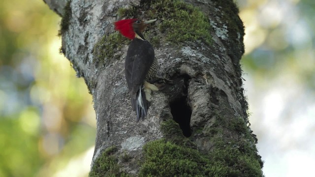 Helmeted Woodpecker - ML483977